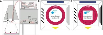 Mushroom Body Extrinsic Neurons in Walking Bumblebees Correlate With Behavioral States but Not With Spatial Parameters During Exploratory Behavior